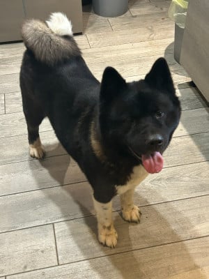 https://chiens-de-france.com/photo/chiens/2025_11/tn200/TN200_202511272131536928b53948d99.jpeg