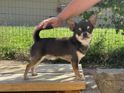 Very Blue Des Matriochekas Mexicaines