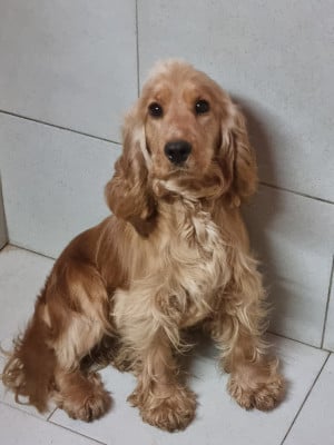 https://chiens-de-france.com/photo/chiens/2025_11/tn200/TN200_20260211144246698c8756509d5.jpg