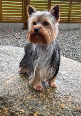 Vasy du moulin de madjurie