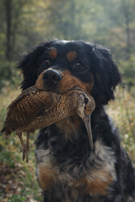 https://chiens-de-france.com/photo/chiens/2025_11/tn200/TN200_2026030418493069a870aad572f.png