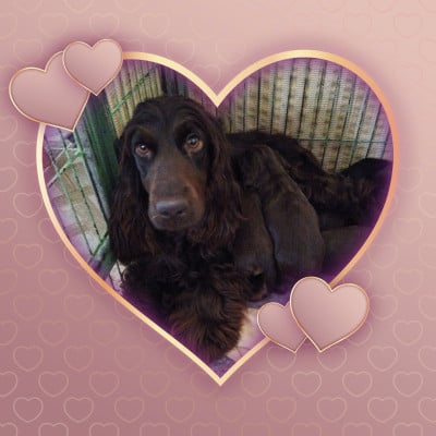 Valys de la Fin'Amor de Larzaelle