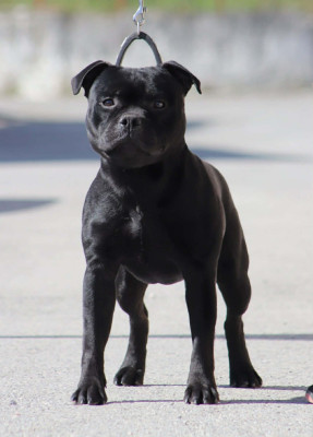 JCh. Vicious circle King Of Caribs