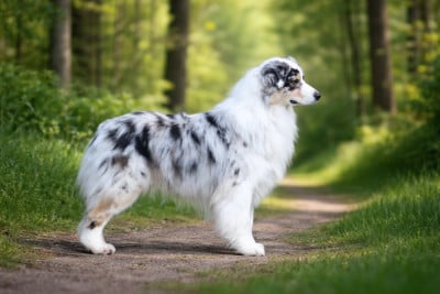 CH. BISS Vice et versailles des Terres De Khairyaca