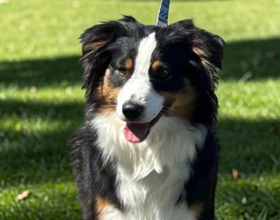 https://chiens-de-france.com/photo/chiens/2025_11/tn200/TN200_2026040312444869cf9a20dc056.jpg