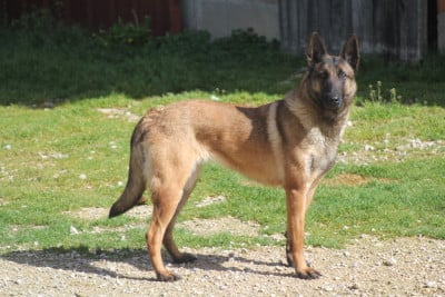 https://chiens-de-france.com/photo/chiens/2025_11/tn200/TN200_202605111048196a0197d3d5ce3.jpg