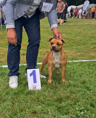 https://chiens-de-france.com/photo/chiens/2025_11/tn200/TN200_202605182008286a0b559c05370.jpg