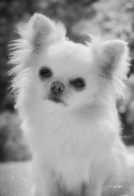 https://chiens-de-france.com/photo/chiens/2025_11/tn200/TN200_202605201918406a0decf095edc.jpg