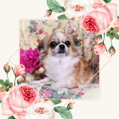 https://chiens-de-france.com/photo/chiens/2025_11/tn200/TN200_202605201918516a0decfb87bf2.jpg