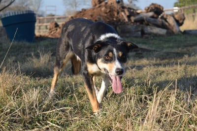 https://chiens-de-france.com/photo/chiens/2025_11/tn200/TN200_202605311344096a1c1f0949249.jpg