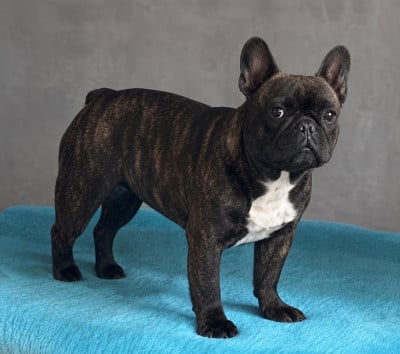 https://chiens-de-france.com/photo/chiens/2025_11/tn200/TN200_202606111143326a2a8344db8bd.jpg