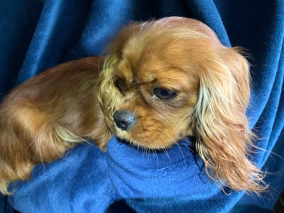 https://chiens-de-france.com/photo/chiens/2025_11/tn200/TN200_202606160858566a30f430260b5.jpg