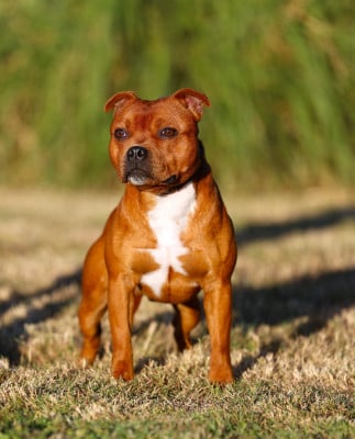 ALL STAR GAME De Rockstar Dog