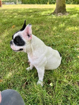https://chiens-de-france.com/photo/chiens/2025_11/tn200/TN200_chiens--50b107fc-a72b-e194-d114-596b767e96cb_min.jpg