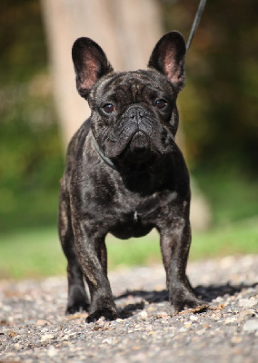 Velvet Des Terres De Romandor