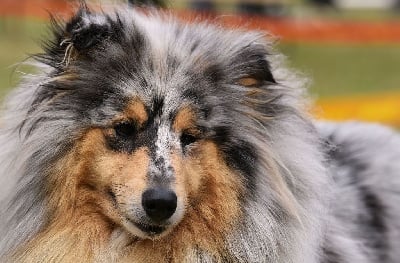 https://chiens-de-france.com/photo/chiens/2025_11/tn200/TN200_chiens--d685052a-a560-a2f4-41fd-1947e9e254d7_min.jpg