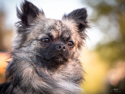 Vico de la vallee des aussies Des Petits Tr?sors Mexicains