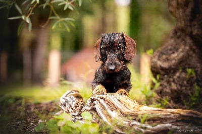 Un parfait De Chez Dame C?line