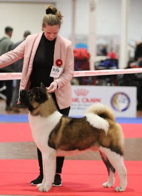 CH. Jch time to the grizzly Des Gardiens De La Cigogne