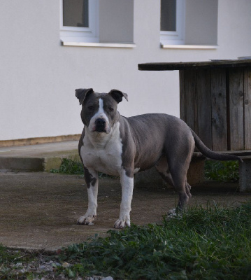 https://chiens-de-france.com/photo/chiens/2025_11/tn200/TN200_chiens-American-Staffordshire-Terrier-b753826f-fb42-78d4-a5d9-c3a0dff725a5_min.jpg