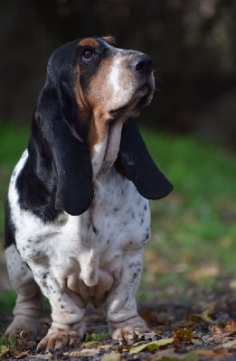 https://chiens-de-france.com/photo/chiens/2025_11/tn200/TN200_chiens-Basset-Hound-9397a02b-c3f2-3804-a5b8-e210b875cf09_min.jpg