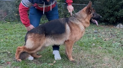 Vyano des Loups de L'etoile