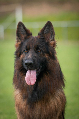 CH. Tomahwak des contes de Gwelane