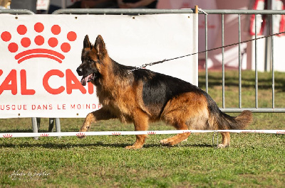 CH. Viko Von Angelius Team