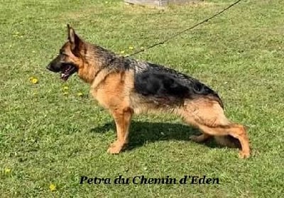 Petra Du Chemin D'Eden