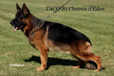 CH. Taco Du Chemin D'Eden