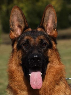 Vitto Von Angelius Team