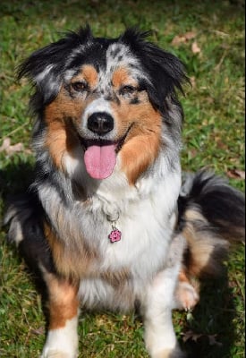 https://chiens-de-france.com/photo/chiens/2025_11/tn200/TN200_chiens-Berger-Australien-245581bc-3b42-4574-c1ac-de5d5a332e3e_min.jpg