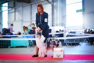 Jbis jbiss jvice et versailles des Terres De Khairyaca