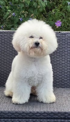 Ritournelle pirouette Des Nébuleuses D'anthéa