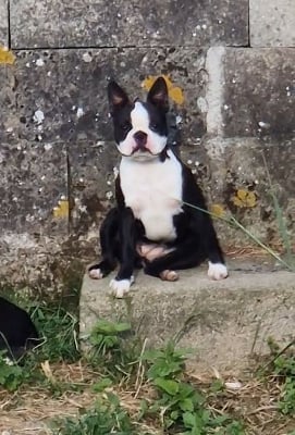 https://chiens-de-france.com/photo/chiens/2025_11/tn200/TN200_chiens-Boston-Terrier-1c22de74-0f09-28f4-a984-979d07a46f99_min.jpg