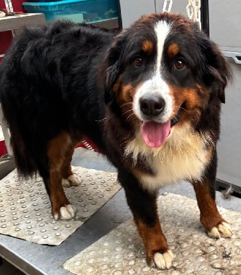 https://chiens-de-france.com/photo/chiens/2025_11/tn200/TN200_chiens-Bouvier-Bernois-a8e4b087-faba-6d74-c9b0-1716d81dc84a_min.jpg