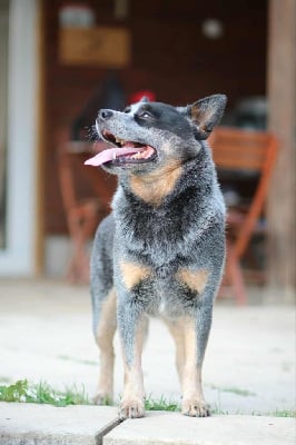 CH. acd rutkowscy Oppenheimer blue