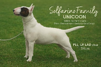 https://chiens-de-france.com/photo/chiens/2025_11/tn200/TN200_chiens-Bull-Terrier-Miniature-1158060c-f4eb-9564-e50b-f48f8b55b550_min.jpg
