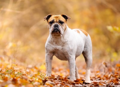 https://chiens-de-france.com/photo/chiens/2025_11/tn200/TN200_chiens-Bulldog-continental-580b2d81-1c7b-7ec4-2dd3-e49b2f56ed0e_min.jpg
