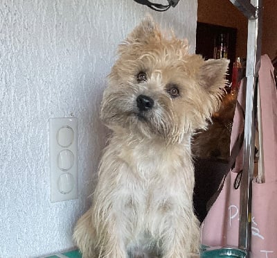 Valentino Du hameau des landes