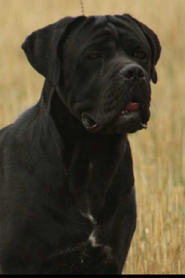 CH. Bangkok Empire Of Bircakovic