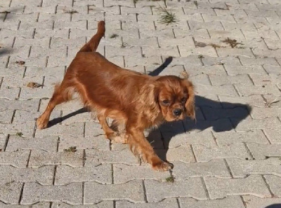 https://chiens-de-france.com/photo/chiens/2025_11/tn200/TN200_chiens-Cavalier-King-Charles-Spaniel-2a418f3a-885d-da44-99ad-0a867df27995_min.jpg