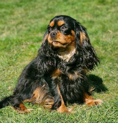 https://chiens-de-france.com/photo/chiens/2025_11/tn200/TN200_chiens-Cavalier-King-Charles-Spaniel-3afd03e2-3903-54e4-4570-cb06208c2254_min.jpg