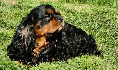 Only Du Petit Coeur de La Ferte