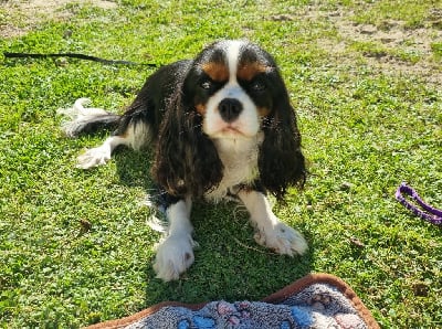 https://chiens-de-france.com/photo/chiens/2025_11/tn200/TN200_chiens-Cavalier-King-Charles-Spaniel-4fc5ed9a-b976-c684-2583-54947d6dd357_min.jpg