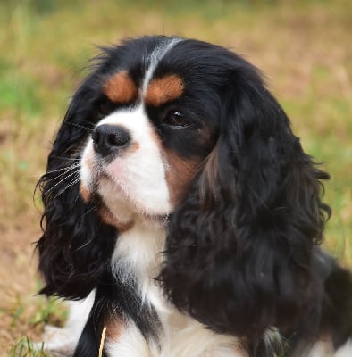 https://chiens-de-france.com/photo/chiens/2025_11/tn200/TN200_chiens-Cavalier-King-Charles-Spaniel-69062457-3330-77a4-25df-8b038a4a75cb_min.jpg