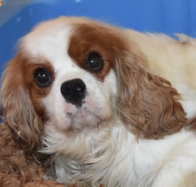 https://chiens-de-france.com/photo/chiens/2025_11/tn200/TN200_chiens-Cavalier-King-Charles-Spaniel-7f686836-1245-2b04-d161-dfdb803c5437_min.jpg