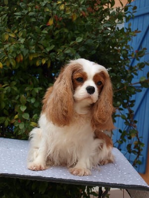 https://chiens-de-france.com/photo/chiens/2025_11/tn200/TN200_chiens-Cavalier-King-Charles-Spaniel-f9a98cdc-daa2-5a64-4d0c-74804d1db5d2_min.jpg
