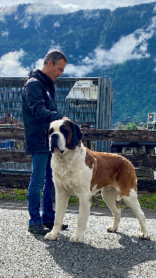 CH. V'barry du Grand Saint Bernard