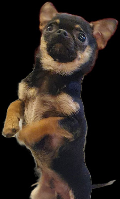 Tchoupi De La Contr?e Des Elfes